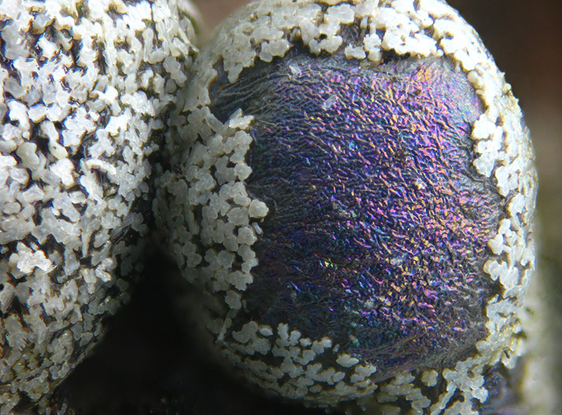 Lepidoderma chailletii?